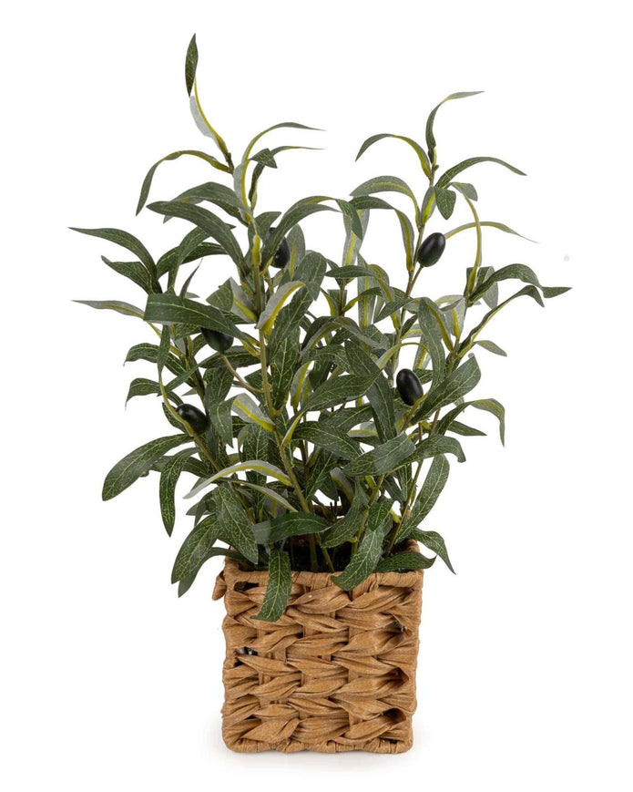 Artificial Large Olive Plants in Wicker Basket