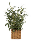 Artificial Large Olive Plants in Wicker Basket