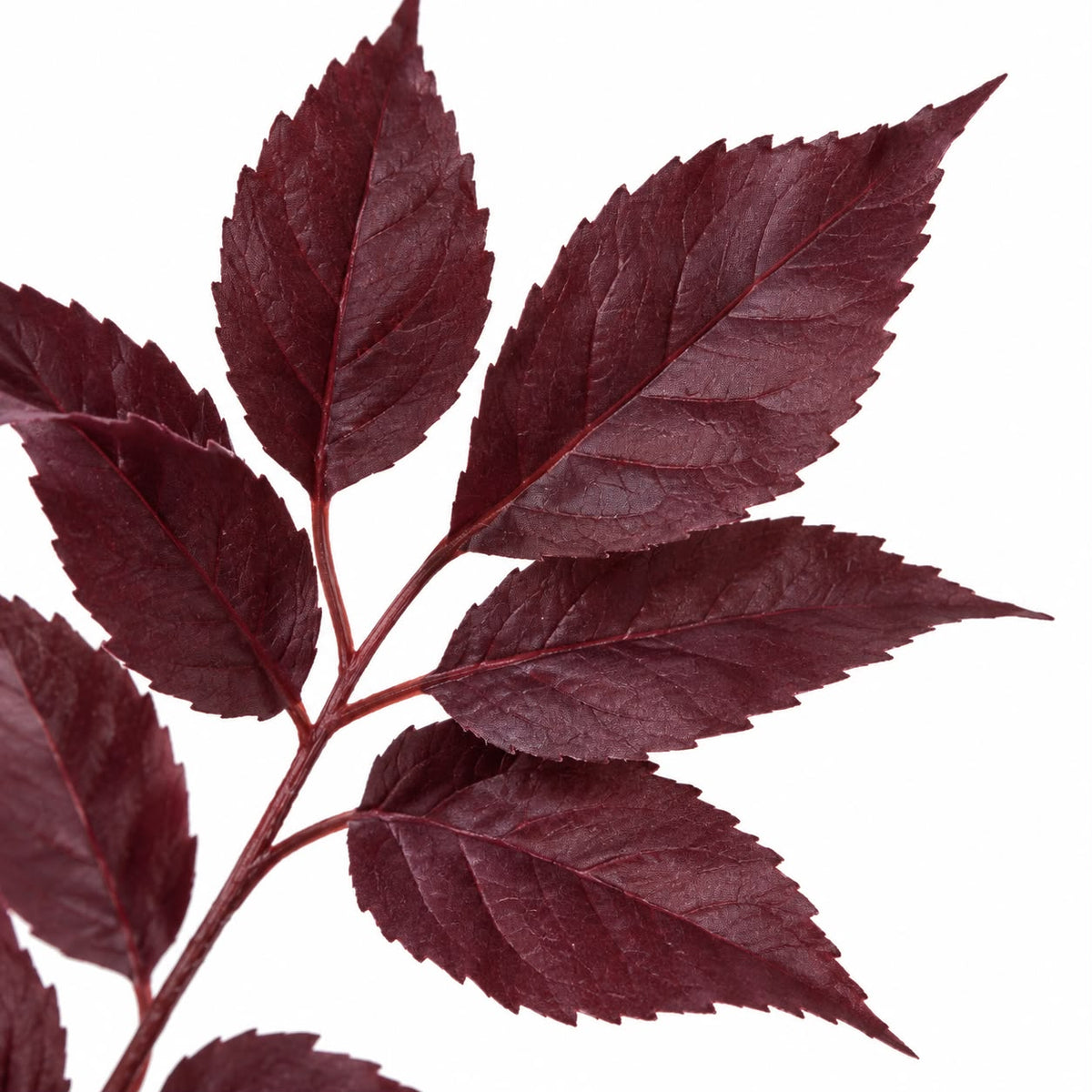 Artificial Burgundy Leaf Foliage Stem, close-up of the burgundy leaves and branching stem on white