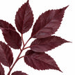 Artificial Burgundy Leaf Foliage Stem, close-up of the burgundy leaves and branching stem on white