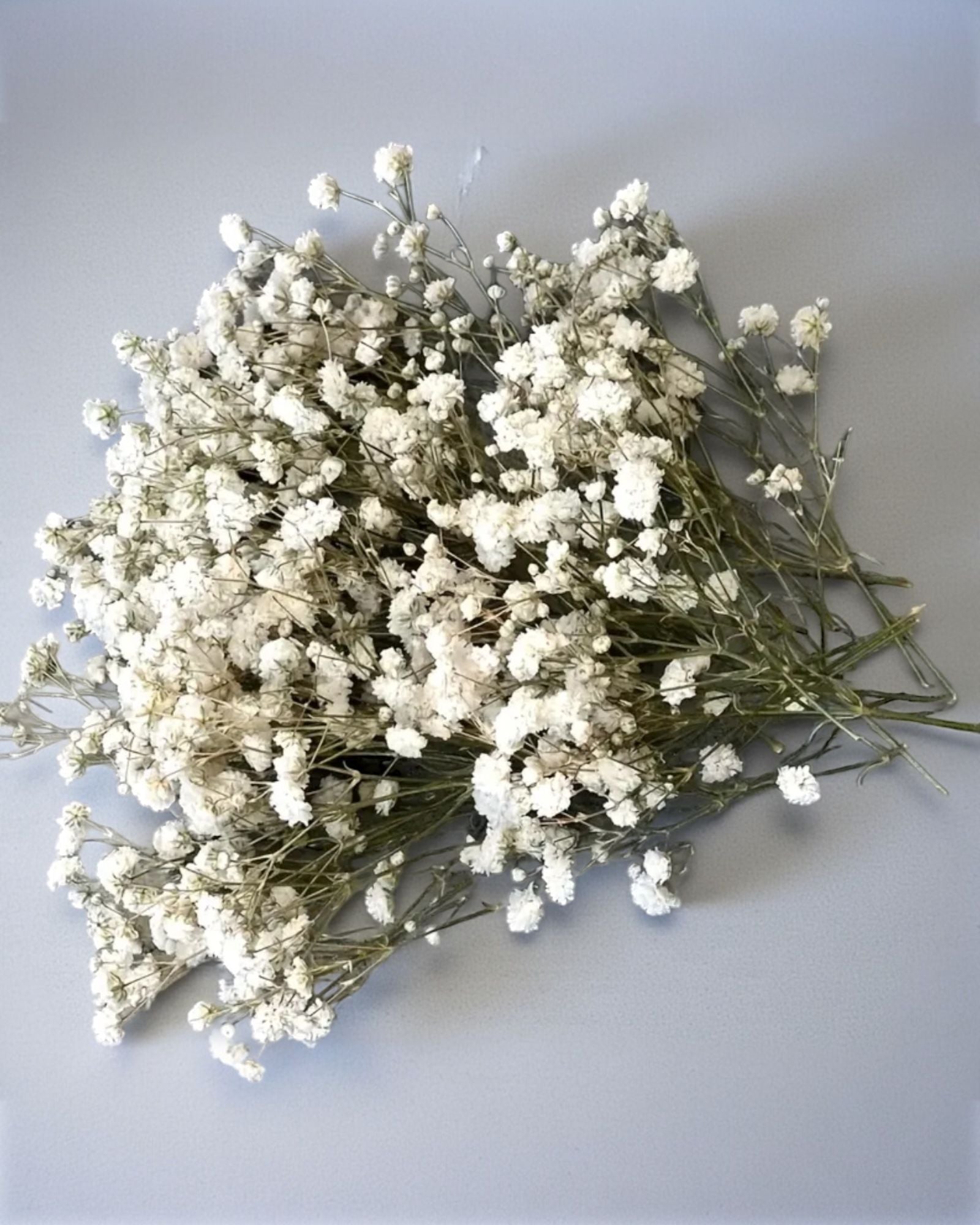Dried Cream Gypsophelia Short Stems - Pack Of 50