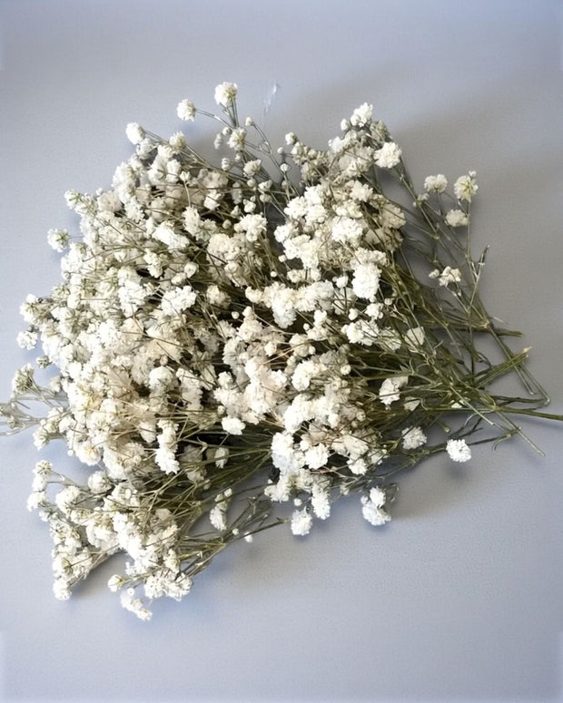 Dried Cream Gypsophelia Short Stems - Pack Of 50