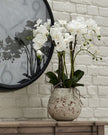 Large artificial stone potted orchid with visible roots, decorative indoor plant by Hill Interiors