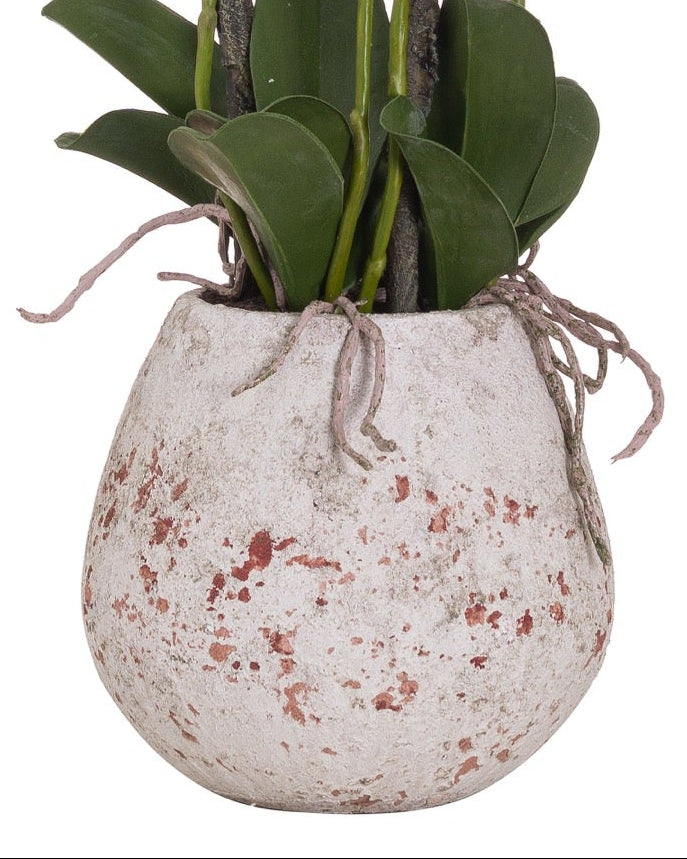 Large artificial potted orchid with visible roots, crafted by Hill Interiors, in a stone planter for natural decor.