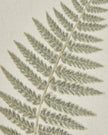 Wooden framed vintage wall art print featuring green ferns, ideal for home decor by Hill Interiors.