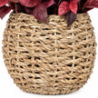 Burgundy Foliage Plant In a Seagrass Planter