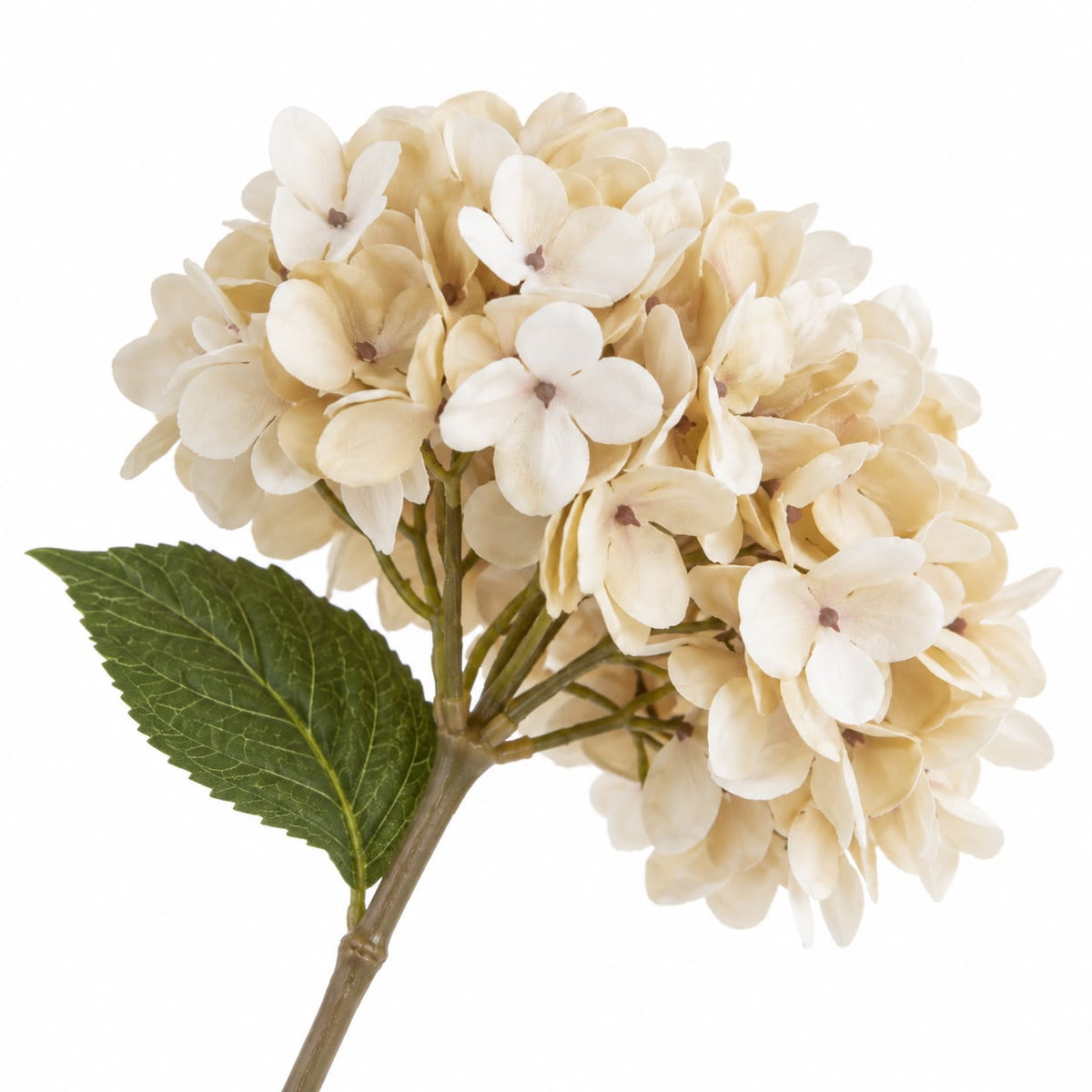 Artificial Short Soft Cream Hydrangea Stem, cream flower heads and green leaves against white