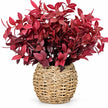 Burgundy Foliage Plant In a Seagrass Planter