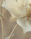 Large neutral botanical wall art print featuring an anemone flower by Brayden and Brooks, framed for elegant home decor.