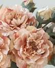 Artificial Peach Open Double Peony Flower Stem from Starlight Express, showcasing realistic peach-colored double peony blooms on a stem.