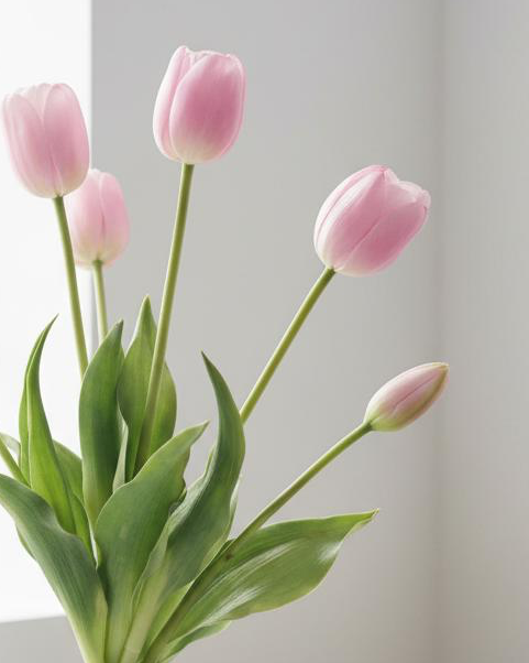 Bunch of 5 soft pink artificial tulip stems, spring flowers, by Starlight Express, lush and realistic for home decor.
