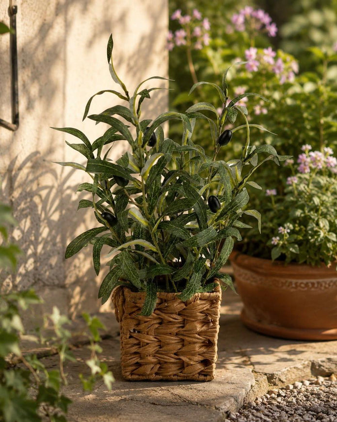 Artificial Large Olive Plants in Wicker Basket