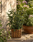 Artificial Large Olive Plants in Wicker Basket