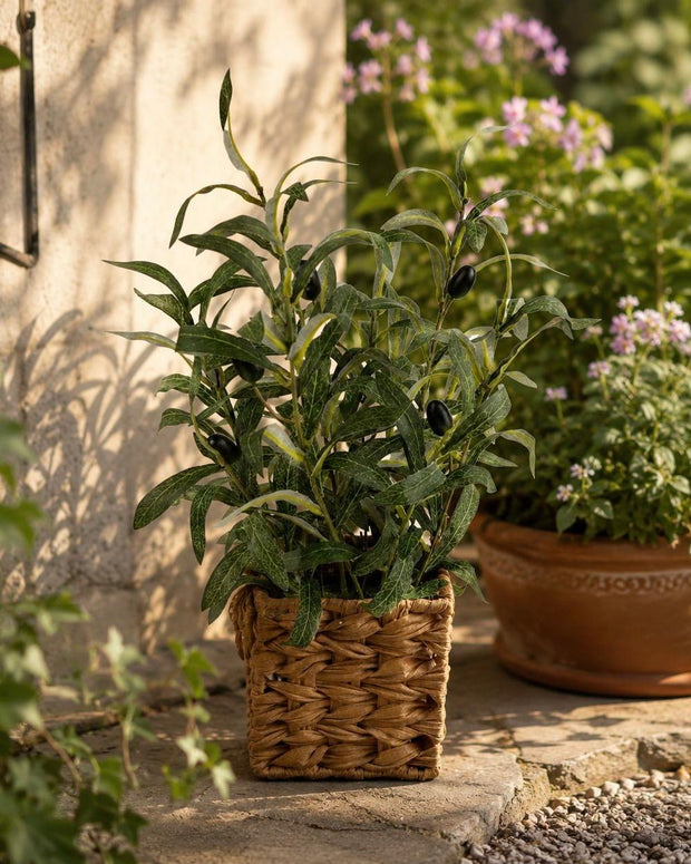 Artificial Large Olive Plants in Wicker Basket