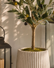 Small Artificial Faux Olive Tree - Romano