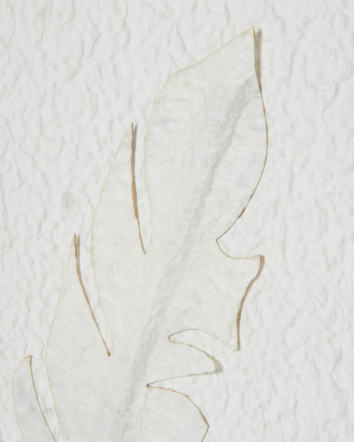 White feather wall art by Hill Interiors in a wooden frame, perfect for modern home decor.
