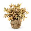 Autumnal Beige Foliage Plant In a Seagrass Planter