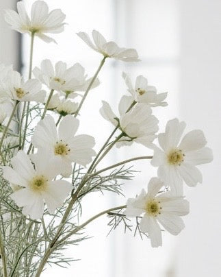 Artificial Cream Cosmos Flower Stem from Starlight Express, realistic cream-colored cosmos flower on a green stem for decorative use.