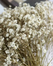 Dried Cream Gypsophelia Short Stems - Pack Of 50