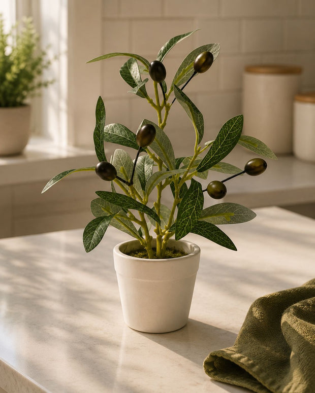 Mini Potted Olive Tree