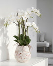 Large artificial potted orchid with visible roots from Hill Interiors, featuring realistic stone planter and lush flowering orchid plant.