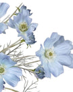 Artificial Ocean Blue Cosmos Flower Stem from Starlight Express, showcasing vibrant blue cosmos blooms and green foliage.