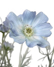 Artificial Ocean Blue Cosmos Flower Stem from Starlight Express, detailed blue cosmos flower with green stem for home decor.