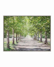 Art Marketing - Canvas Framed Print, Avenue of Trees - PRE ORDER FOUR WEEK DELIVERY
