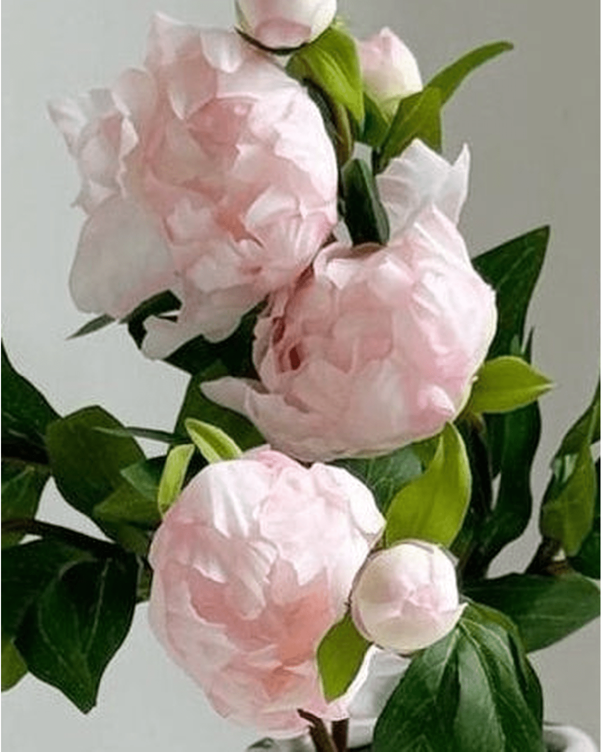 Artificial Luxury Pale Pink Double Peony Flower Stems - Set of Five