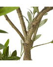 Artificial Potted Olive Tree - Extra Large - Apulia - PRE ORDER THREE WEEK DELIVERY