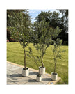 Artificial Potted Olive Tree - Extra Large - Apulia - PRE ORDER THREE WEEK DELIVERY