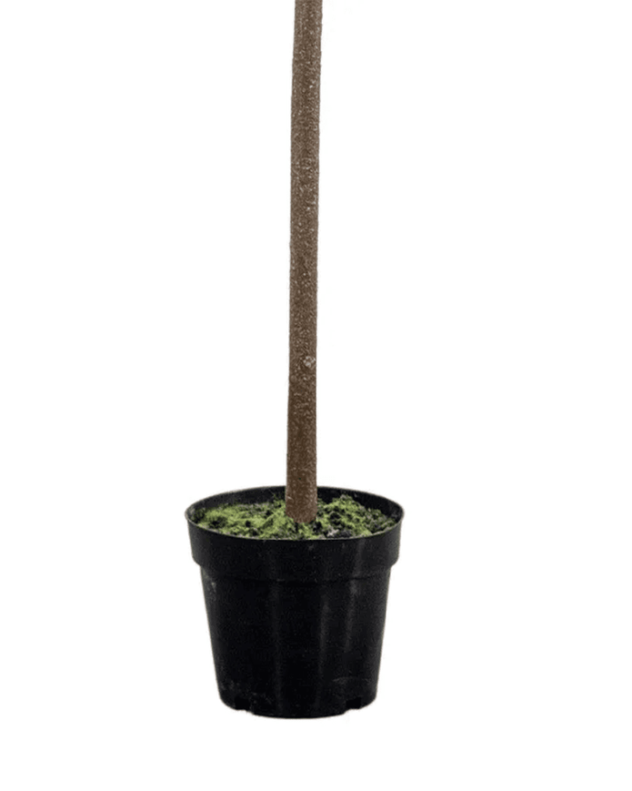 Artificial Potted Olive Tree - Medium - Florence - PRE ORDER FOUR WEEK DELIVERY - Faux Plants & FlowersFaux Plants & Flowers - Lulu Loves Home