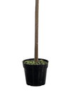 Artificial Potted Olive Tree - Medium - Florence - PRE ORDER FOUR WEEK DELIVERY - Faux Plants & FlowersFaux Plants & Flowers - Lulu Loves Home