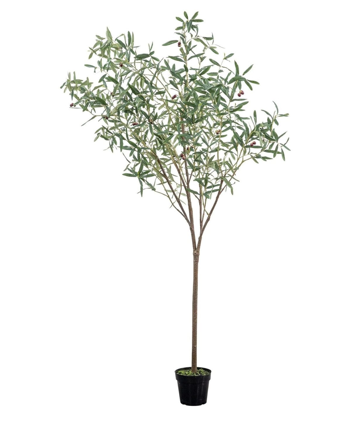 Artificial Potted Olive Tree - Extra Large - Florence - PRE ORDER FOUR WEEK DELIVERY - Faux Plants & FlowersFaux Plants & Flowers - Lulu Loves Home