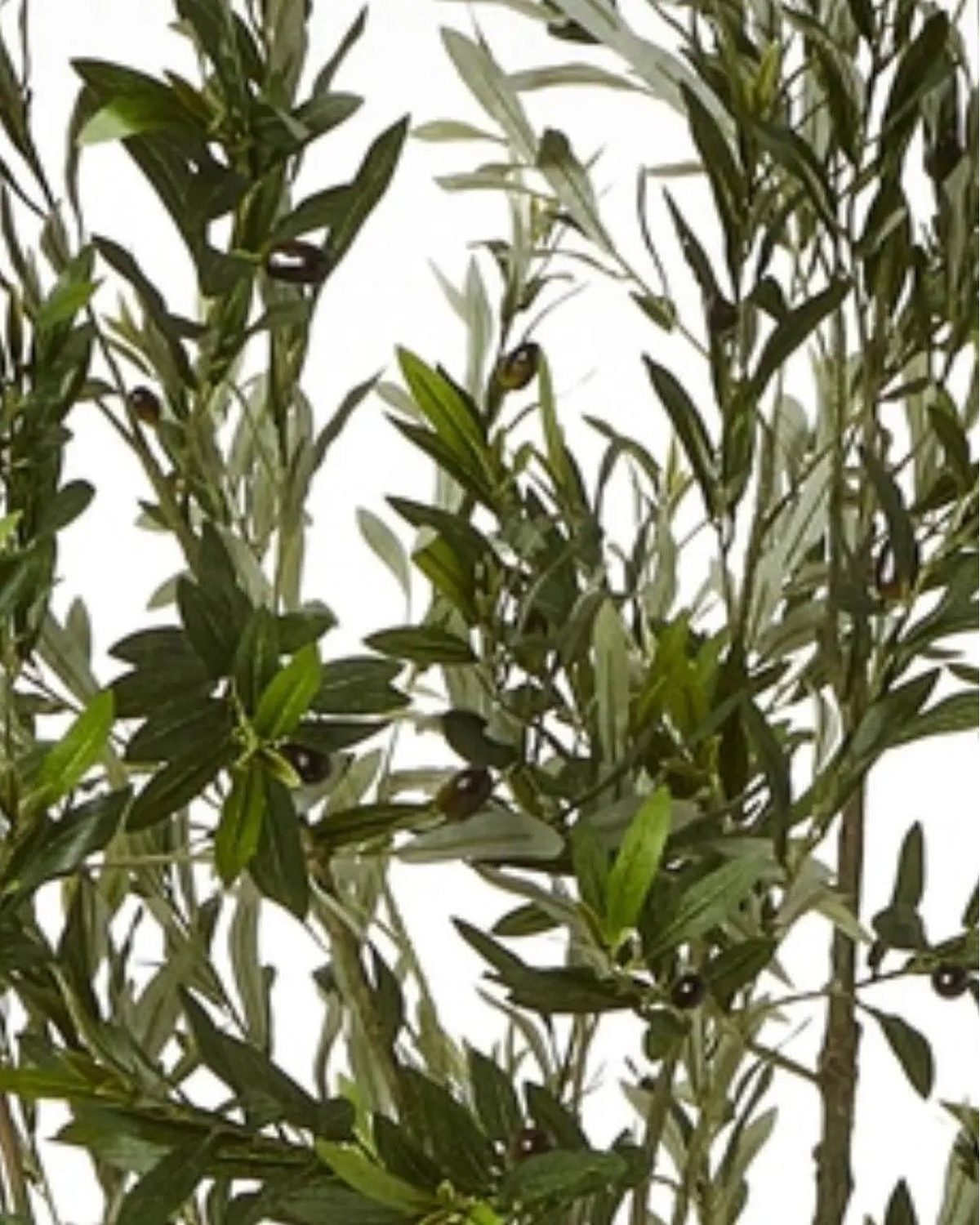 Artificial Potted Olive Tree - Huge - Apulia - Faux Plants & FlowersFaux Plants & Flowers - Lulu Loves Home