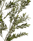 Artificial Potted Olive Tree - Huge - Apulia - Faux Plants & FlowersFaux Plants & Flowers - Lulu Loves Home