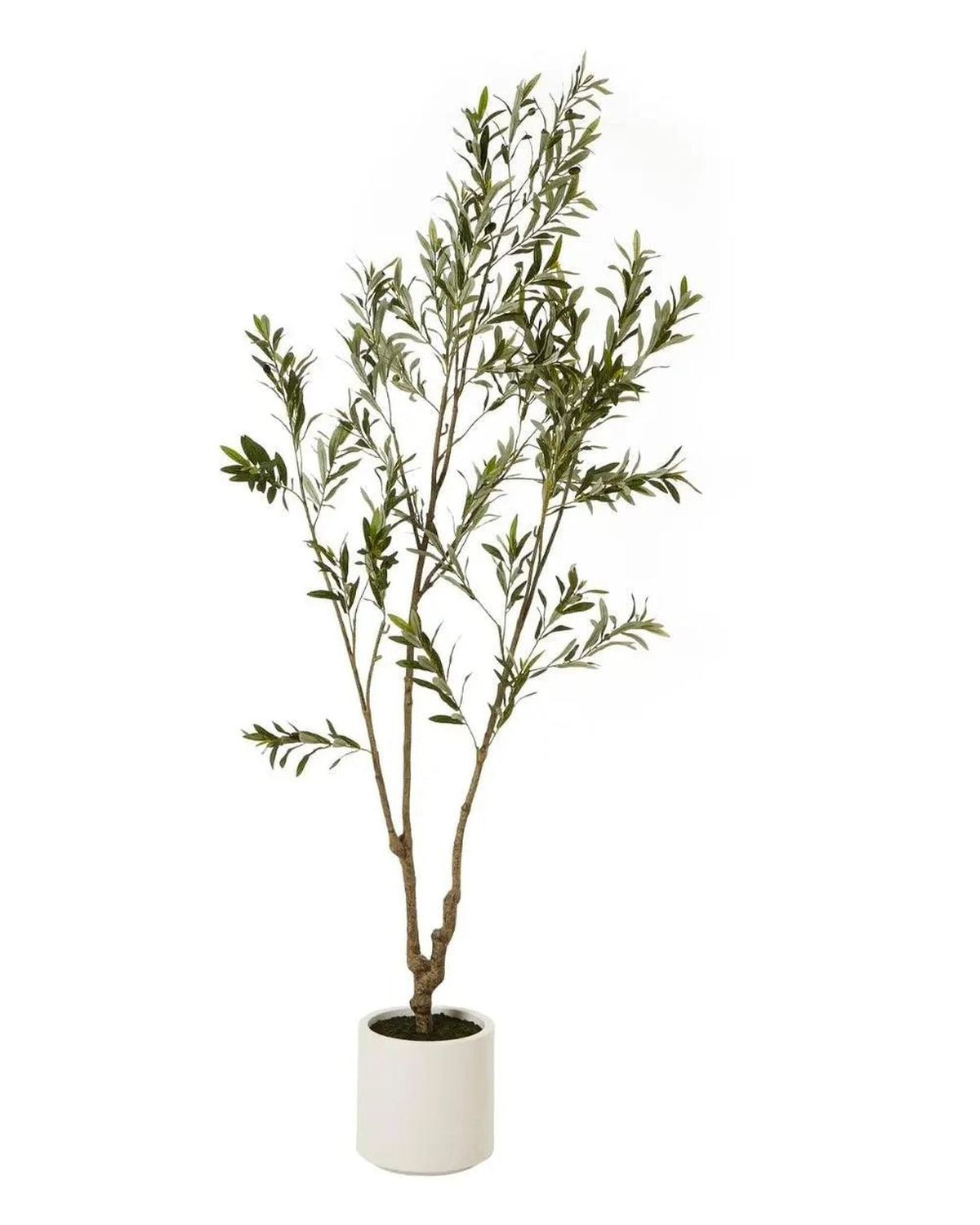 Artificial Potted Olive Tree - Medium - Apulia - Faux Plants & FlowersFaux Plants & Flowers - Lulu Loves Home