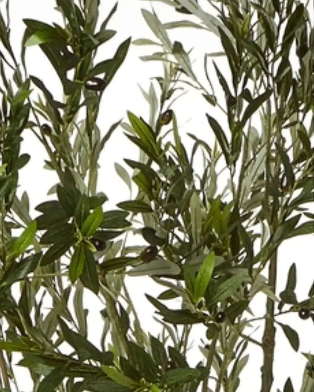 Artificial Potted Olive Tree - Medium - Apulia - Faux Plants & FlowersFaux Plants & Flowers - Lulu Loves Home
