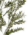 Artificial Potted Olive Tree - Small - Apulia - Faux Plants & FlowersFaux Plants & Flowers - Lulu Loves Home