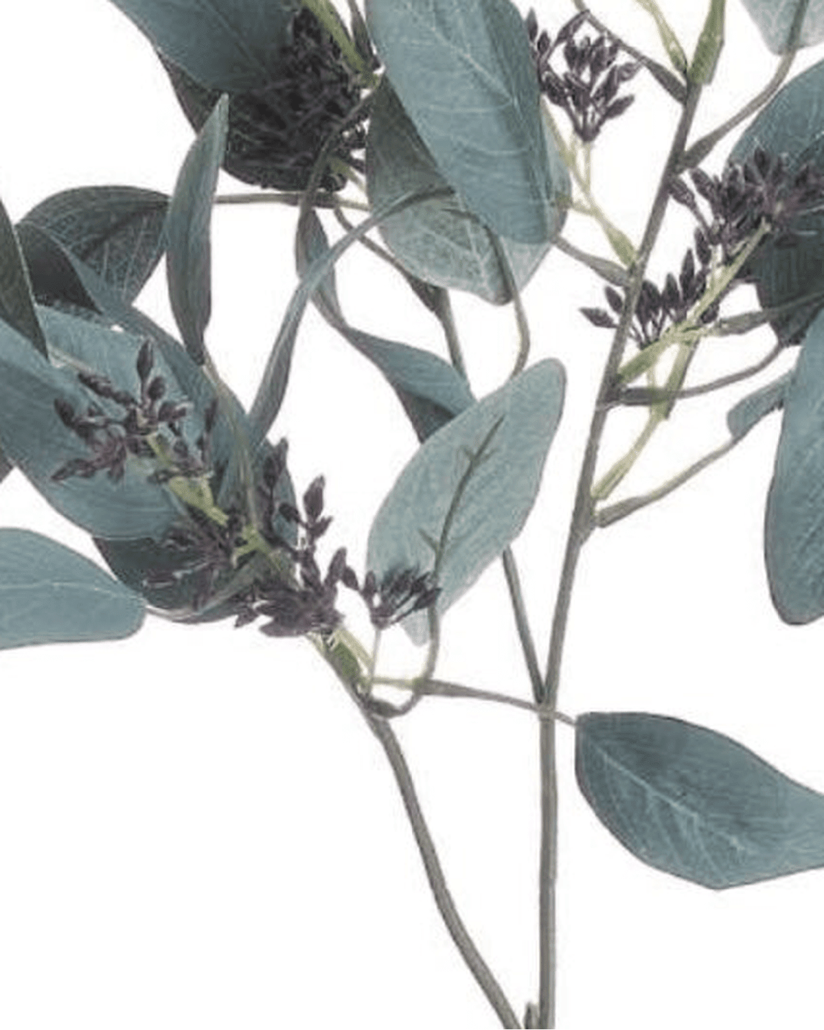 Artificial Seaded Eucalyptus Stem - Set Of Three