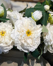 White Open Double Peony - Set of Three