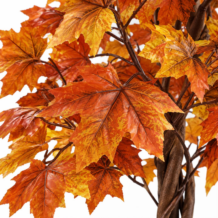 Autumn Orange Maple Leaf Foliage Tree