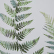 Wooden framed wall art print featuring vibrant green ferns, perfect for adding natural decor to any space.
