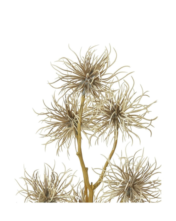 Classic Brown Xanthium Stem