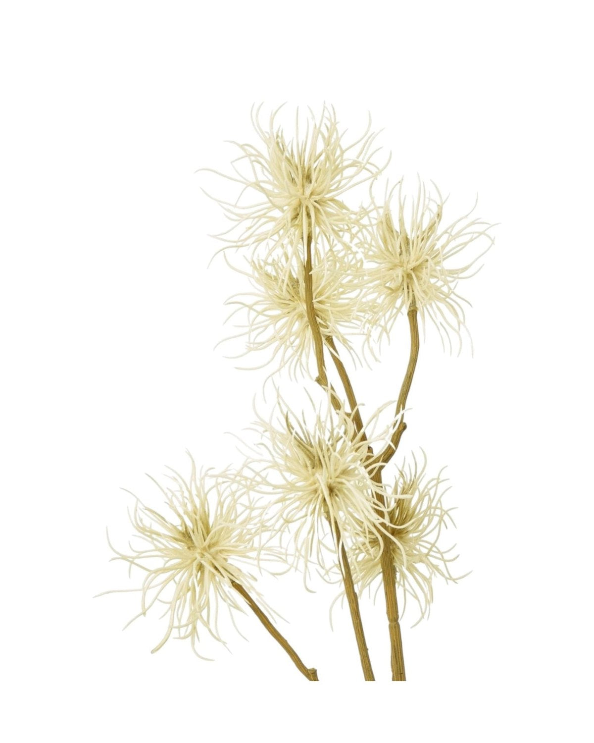 Classic Cream Xanthium Stem