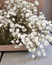 Dried Cream Gypsophelia Short Stems - Pack Of 50