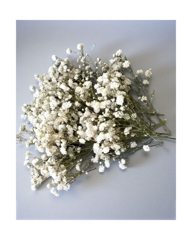Dried Cream Gypsophelia Short Stems - Pack Of 50