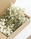Dried Cream Gypsophelia Short Stems - Pack Of 50