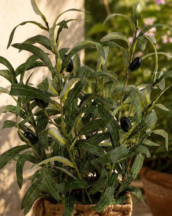Artificial Large Olive Plants in Wicker Basket