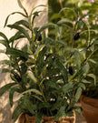 Artificial Large Olive Plants in Wicker Basket